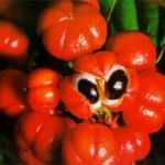 guarana
